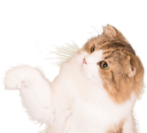ページTOPへ